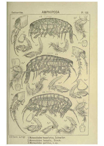 Reproducción/Reproduction 6194942369: An account of the Crustacea of Norway. v.1 Amphipoda (plates) Christiania,A. Cammermeyer,1895-1928