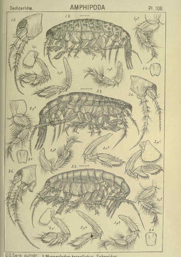 Reproducción/Reproduction 6194942369: An account of the Crustacea of Norway. v.1 Amphipoda (plates) Christiania,A. Cammermeyer,1895-1928