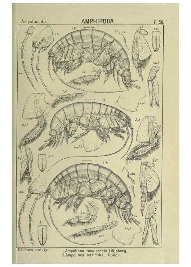 Reproducción/Reproduction 6195449434: An account of the Crustacea of Norway. v.1 Amphipoda (plates) Christiania,A. Cammermeyer,1895-1928