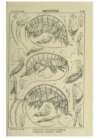 Reproducción/Reproduction 6195449434: An account of the Crustacea of Norway. v.1 Amphipoda (plates) Christiania,A. Cammermeyer,1895-1928
