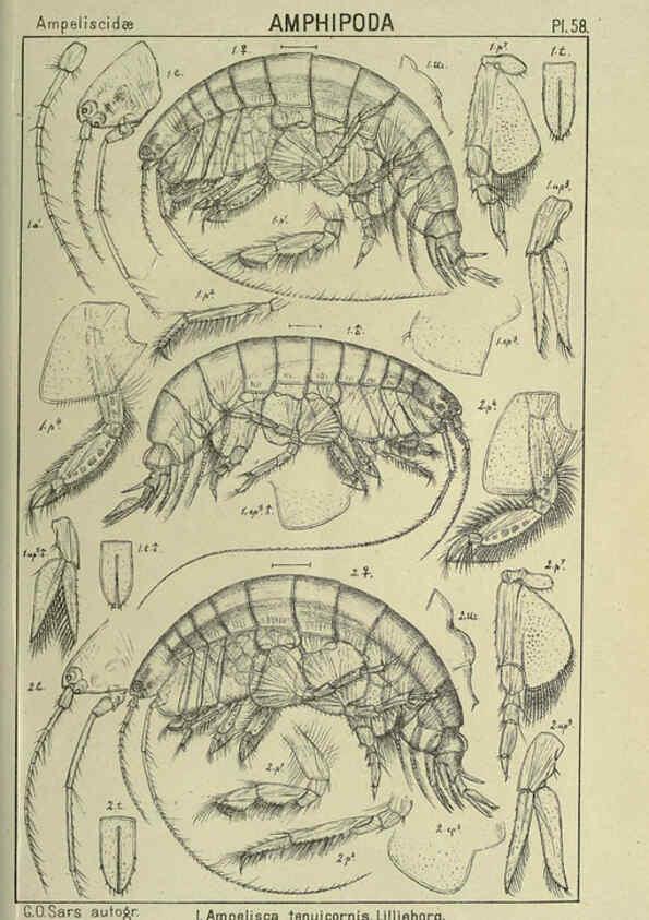 Reproducción/Reproduction 6195449434: An account of the Crustacea of Norway. v.1 Amphipoda (plates) Christiania,A. Cammermeyer,1895-1928