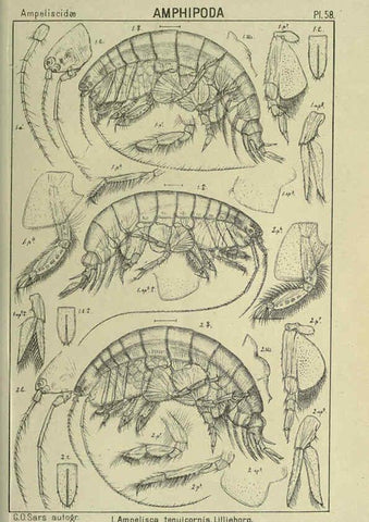 Reproducción/Reproduction 6195449434: An account of the Crustacea of Norway. v.1 Amphipoda (plates) Christiania,A. Cammermeyer,1895-1928