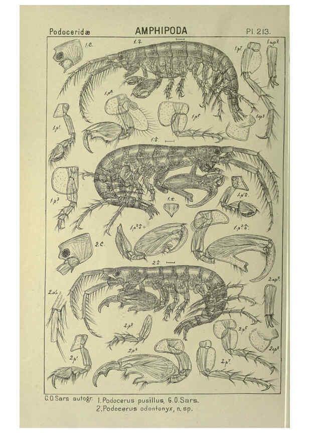 Reproducción/Reproduction 6194968693: An account of the Crustacea of Norway. v.1 Amphipoda (plates) Christiania,A. Cammermeyer,1895-1928