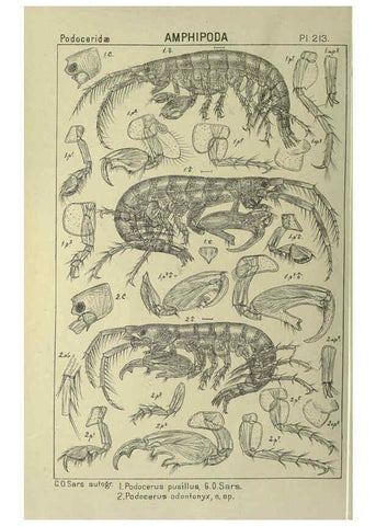 Reproducción/Reproduction 6194968693: An account of the Crustacea of Norway. v.1 Amphipoda (plates) Christiania,A. Cammermeyer,1895-1928