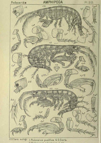 Reproducción/Reproduction 6194968693: An account of the Crustacea of Norway. v.1 Amphipoda (plates) Christiania,A. Cammermeyer,1895-1928