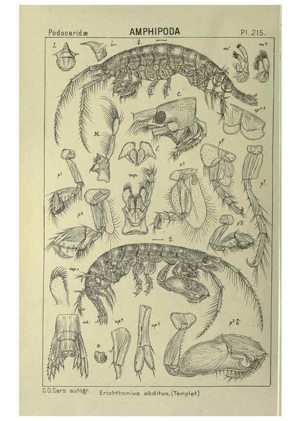 Reproducción/Reproduction 6194969211: An account of the Crustacea of Norway. v.1 Amphipoda (plates) Christiania,A. Cammermeyer,1895-1928