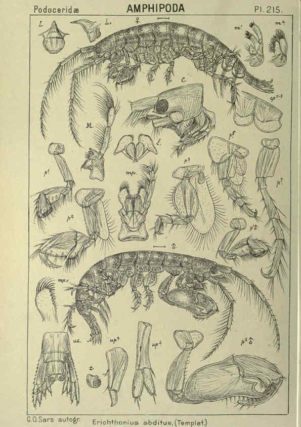 Reproducción/Reproduction 6194969211: An account of the Crustacea of Norway. v.1 Amphipoda (plates) Christiania,A. Cammermeyer,1895-1928