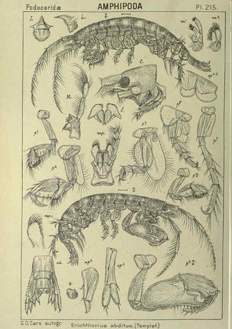 Reproducción/Reproduction 6194969211: An account of the Crustacea of Norway. v.1 Amphipoda (plates) Christiania,A. Cammermeyer,1895-1928