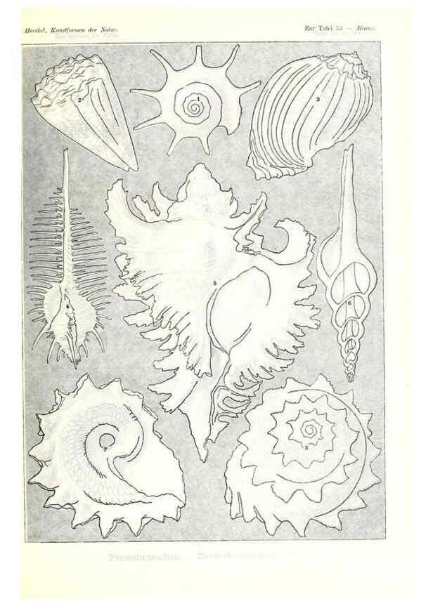 Reproducción/Reproduction 6197841650: Kunstformen der Natur Leipzig und Wien :Verlag des Bibliographischen Instituts,1904