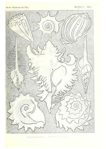 Reproducción/Reproduction 6197841650: Kunstformen der Natur Leipzig und Wien :Verlag des Bibliographischen Instituts,1904
