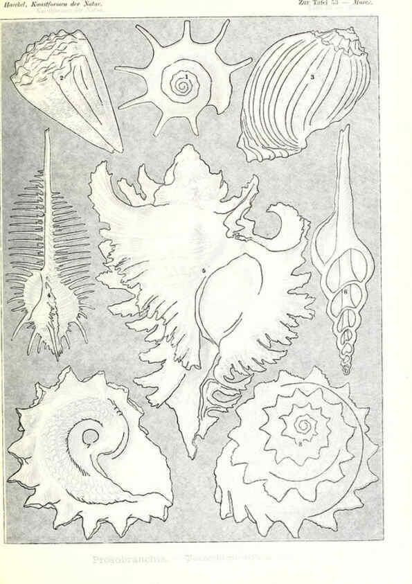 Reproducción/Reproduction 6197841650: Kunstformen der Natur Leipzig und Wien :Verlag des Bibliographischen Instituts,1904