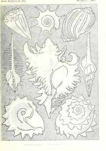 Reproducción/Reproduction 6197841650: Kunstformen der Natur Leipzig und Wien :Verlag des Bibliographischen Instituts,1904