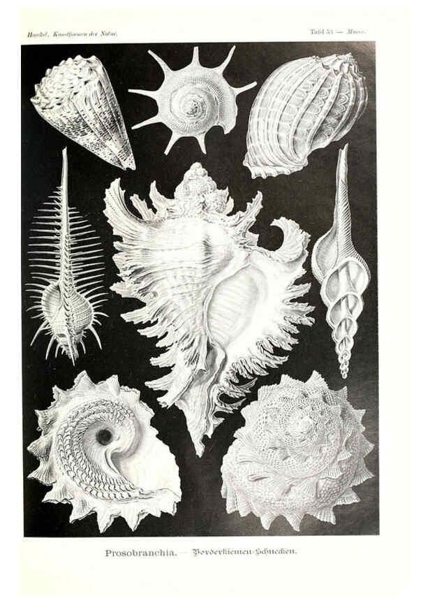 Reproducción/Reproduction 6197841772: Kunstformen der Natur Leipzig und Wien :Verlag des Bibliographischen Instituts,1904
