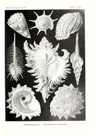 Reproducción/Reproduction 6197841772: Kunstformen der Natur Leipzig und Wien :Verlag des Bibliographischen Instituts,1904