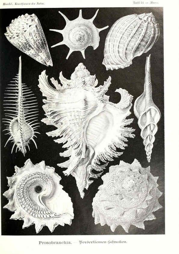 Reproducción/Reproduction 6197841772: Kunstformen der Natur Leipzig und Wien :Verlag des Bibliographischen Instituts,1904