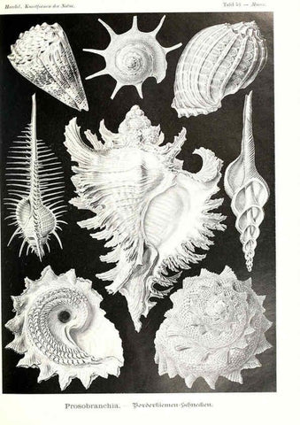 Reproducción/Reproduction 6197841772: Kunstformen der Natur Leipzig und Wien :Verlag des Bibliographischen Instituts,1904
