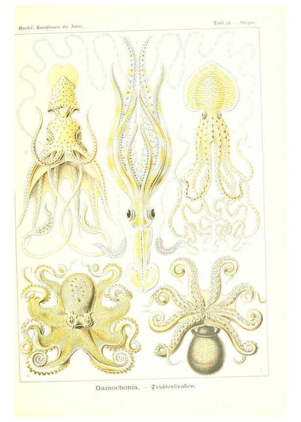 Reproducción/Reproduction 6197841898: Kunstformen der Natur Leipzig und Wien :Verlag des Bibliographischen Instituts,1904