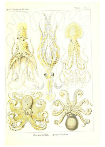 Reproducción/Reproduction 6197841898: Kunstformen der Natur Leipzig und Wien :Verlag des Bibliographischen Instituts,1904