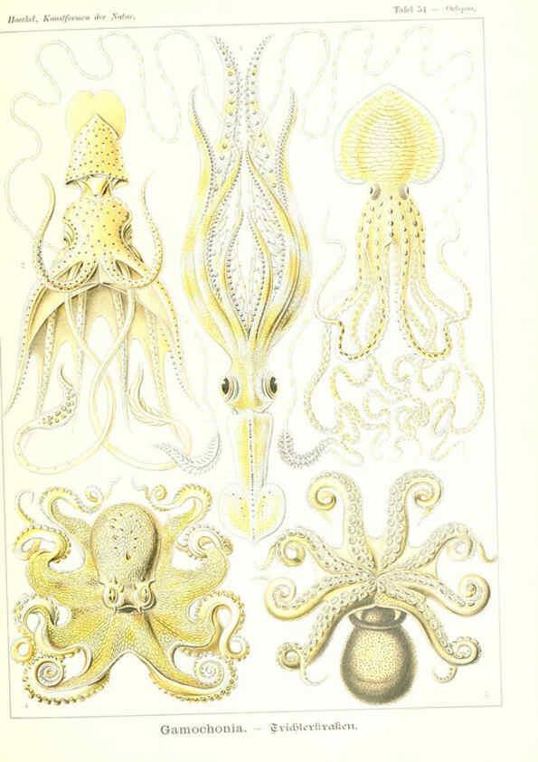 Reproducción/Reproduction 6197841898: Kunstformen der Natur Leipzig und Wien :Verlag des Bibliographischen Instituts,1904