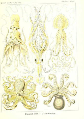 Reproducción/Reproduction 6197841898: Kunstformen der Natur Leipzig und Wien :Verlag des Bibliographischen Instituts,1904
