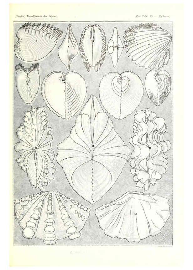 Reproducción/Reproduction 6197842138: Kunstformen der Natur Leipzig und Wien :Verlag des Bibliographischen Instituts,1904