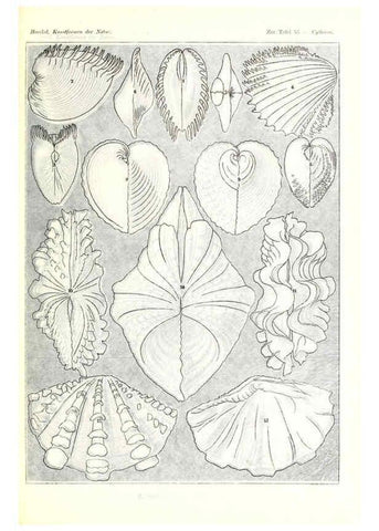 Reproducción/Reproduction 6197842138: Kunstformen der Natur Leipzig und Wien :Verlag des Bibliographischen Instituts,1904