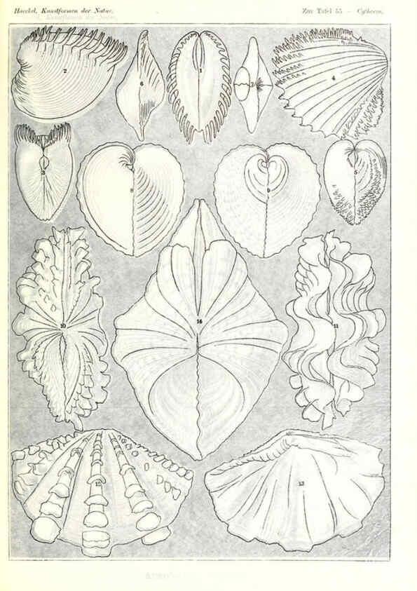 Reproducción/Reproduction 6197842138: Kunstformen der Natur Leipzig und Wien :Verlag des Bibliographischen Instituts,1904