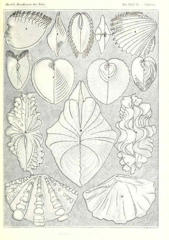 Reproducción/Reproduction 6197842138: Kunstformen der Natur Leipzig und Wien :Verlag des Bibliographischen Instituts,1904