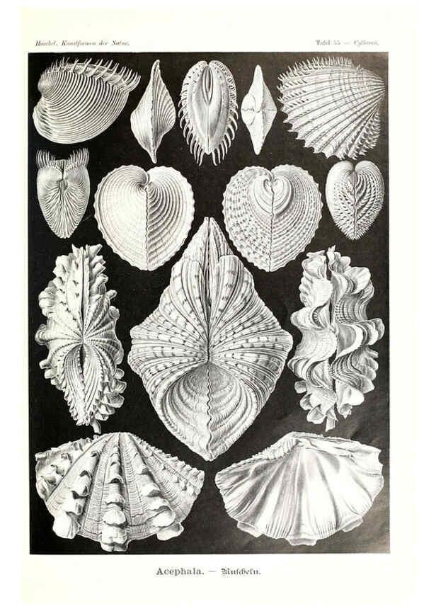 Reproducción/Reproduction 6197323013: Kunstformen der Natur Leipzig und Wien :Verlag des Bibliographischen Instituts,1904