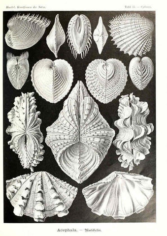 Reproducción/Reproduction 6197323013: Kunstformen der Natur Leipzig und Wien :Verlag des Bibliographischen Instituts,1904