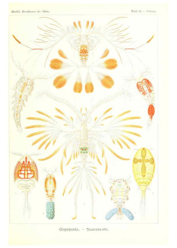 Reproducción/Reproduction 6197842428: Kunstformen der Natur Leipzig und Wien :Verlag des Bibliographischen Instituts,1904