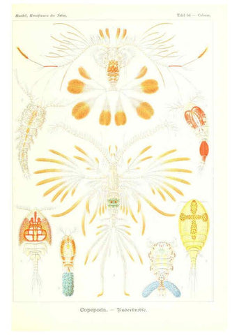 Reproducción/Reproduction 6197842428: Kunstformen der Natur Leipzig und Wien :Verlag des Bibliographischen Instituts,1904
