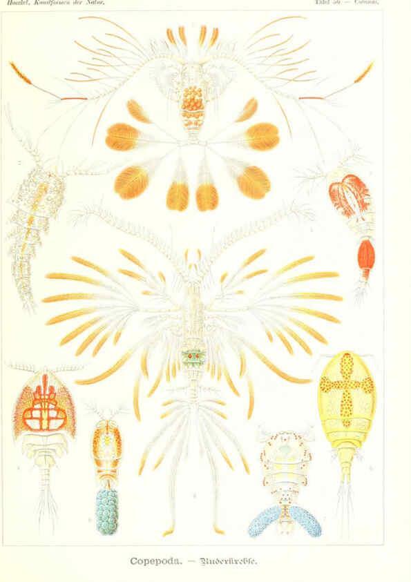 Reproducción/Reproduction 6197842428: Kunstformen der Natur Leipzig und Wien :Verlag des Bibliographischen Instituts,1904