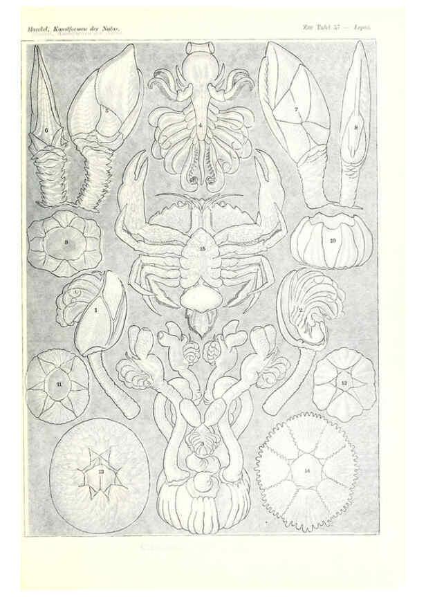 Reproducción/Reproduction 6197842582: Kunstformen der Natur Leipzig und Wien :Verlag des Bibliographischen Instituts,1904