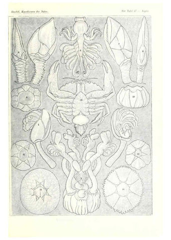 Reproducción/Reproduction 6197842582: Kunstformen der Natur Leipzig und Wien :Verlag des Bibliographischen Instituts,1904