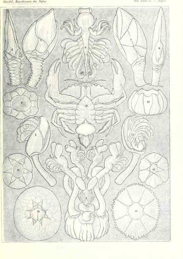 Reproducción/Reproduction 6197842582: Kunstformen der Natur Leipzig und Wien :Verlag des Bibliographischen Instituts,1904