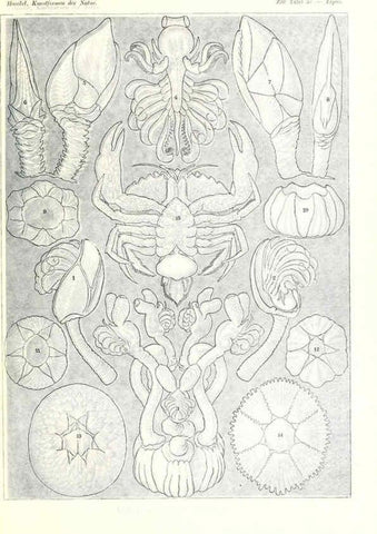 Reproducción/Reproduction 6197842582: Kunstformen der Natur Leipzig und Wien :Verlag des Bibliographischen Instituts,1904