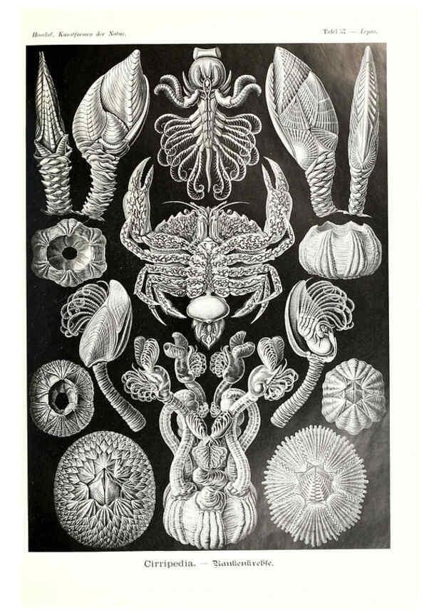 Reproducción/Reproduction 6197323485: Kunstformen der Natur Leipzig und Wien :Verlag des Bibliographischen Instituts,1904