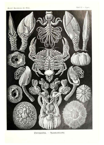 Reproducción/Reproduction 6197323485: Kunstformen der Natur Leipzig und Wien :Verlag des Bibliographischen Instituts,1904