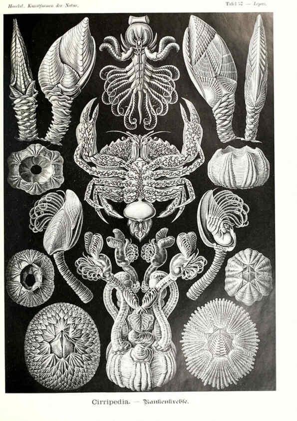 Reproducción/Reproduction 6197323485: Kunstformen der Natur Leipzig und Wien :Verlag des Bibliographischen Instituts,1904