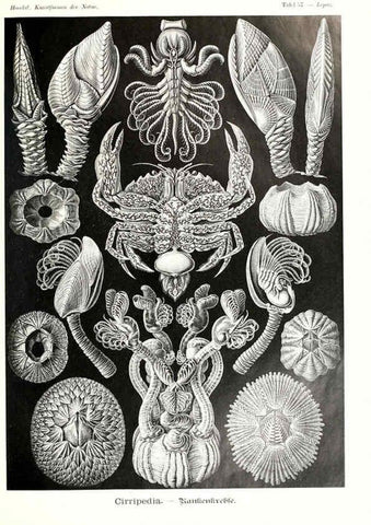 Reproducción/Reproduction 6197323485: Kunstformen der Natur Leipzig und Wien :Verlag des Bibliographischen Instituts,1904