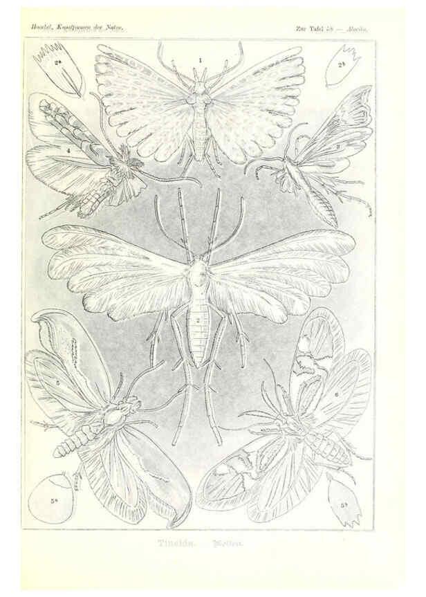 Reproducción/Reproduction 6197323601: Kunstformen der Natur Leipzig und Wien :Verlag des Bibliographischen Instituts,1904