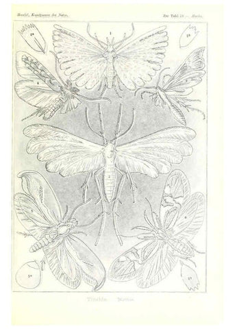 Reproducción/Reproduction 6197323601: Kunstformen der Natur Leipzig und Wien :Verlag des Bibliographischen Instituts,1904