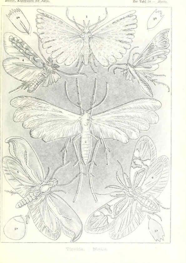 Reproducción/Reproduction 6197323601: Kunstformen der Natur Leipzig und Wien :Verlag des Bibliographischen Instituts,1904