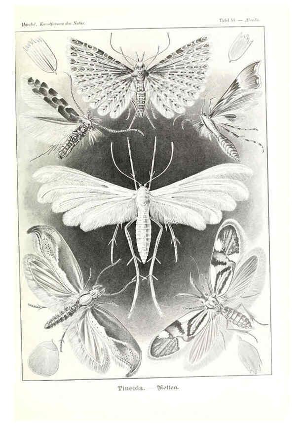 Reproducción/Reproduction 6197843002: Kunstformen der Natur Leipzig und Wien :Verlag des Bibliographischen Instituts,1904