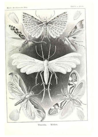 Reproducción/Reproduction 6197843002: Kunstformen der Natur Leipzig und Wien :Verlag des Bibliographischen Instituts,1904