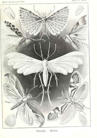 Reproducción/Reproduction 6197843002: Kunstformen der Natur Leipzig und Wien :Verlag des Bibliographischen Instituts,1904