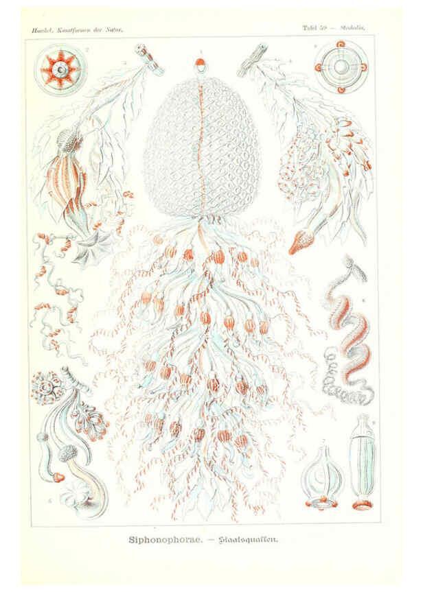 Reproducción/Reproduction 6197843138: Kunstformen der Natur Leipzig und Wien :Verlag des Bibliographischen Instituts,1904