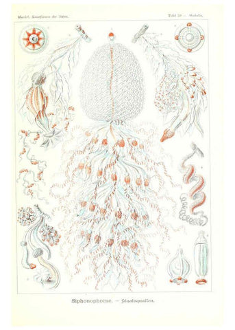 Reproducción/Reproduction 6197843138: Kunstformen der Natur Leipzig und Wien :Verlag des Bibliographischen Instituts,1904