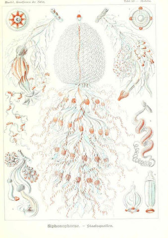 Reproducción/Reproduction 6197843138: Kunstformen der Natur Leipzig und Wien :Verlag des Bibliographischen Instituts,1904
